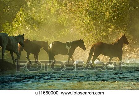 Stock Image - Wild horses. Fotosearch
