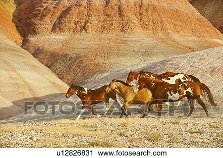 Stock Image - Wild horses. Fotosearch