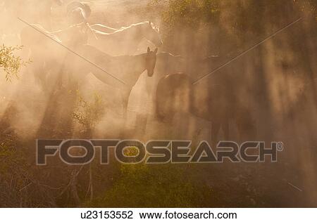 Stock Image - Wild horses. Fotosearch