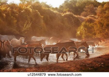 Stock Photo - Wild horses. Fotosearch