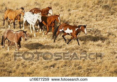 Stock Photo - Wild horses. Fotosearch