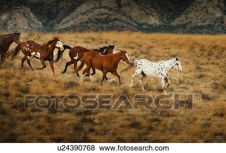 Stock Photo - Wild horses. Fotosearch