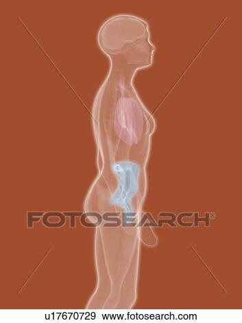 X-ray of woman View Large Photo Image Stock Photo - X-ray of woman. Fotosearch