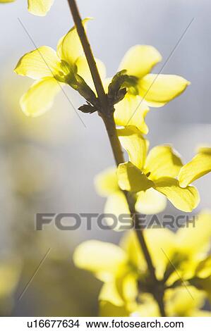 Picture - Yellow flowers. Fotosearch