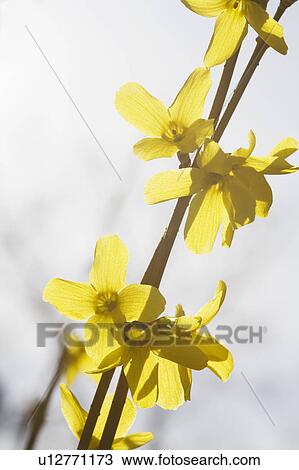 Yellow flowers View Large Photo Image Stock Image - Yellow flowers. Fotosearch