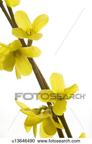 Stock Image - Yellow flowers. Fotosearch