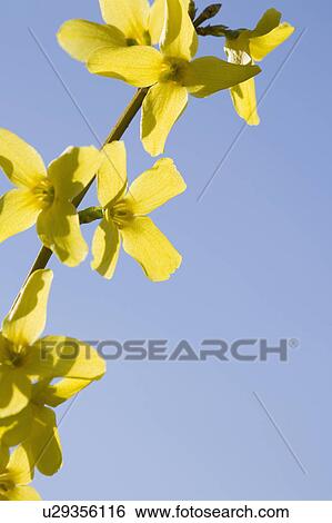 Yellow flowers View Large Photo Image Stock Photograph - Yellow flowers. Fotosearch
