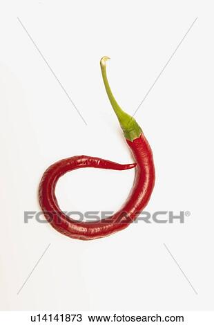 Stock Image - a red jalapeno pepper that has curled. Fotosearch