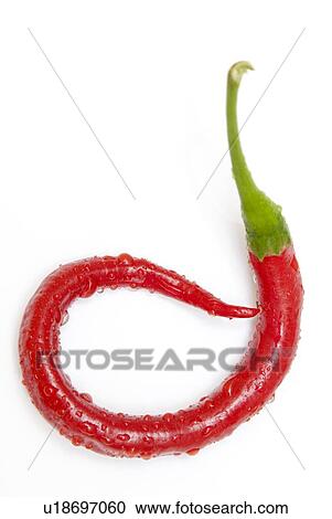 a red jalapeno pepper that has curled View Large Photo Image Stock Image - a red jalapeno pepper that has curled. Fotosearch