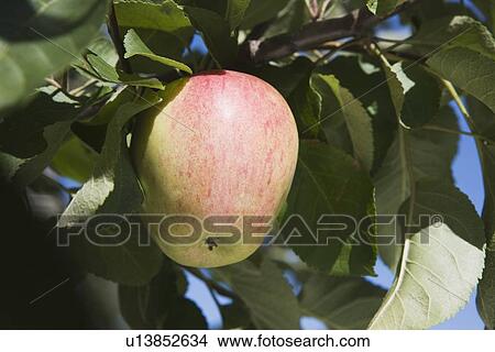 apple on a tree View Large Photo Image Picture - apple on a tree. Fotosearch