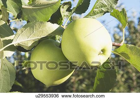 Apples on a tree View Large Photo Image Stock Photograph - Apples on a tree. Fotosearch