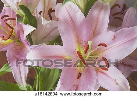 Asiatic lily View Large Photo Image Picture - Asiatic lily. Fotosearch