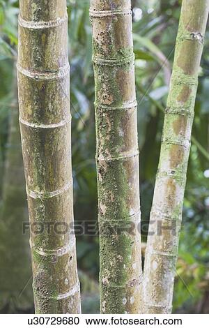 Stock Image - bamboo stocks. Fotosearch