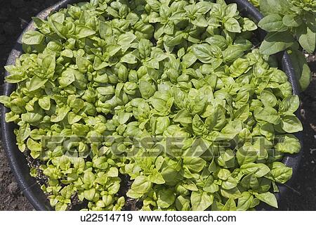 Stock Photo - basil growing in the garden. Fotosearch