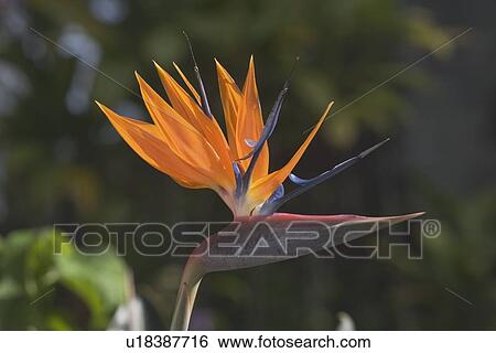 Stock Photograph - bird of paradise flower (strelitzia), south kauai, hawaii, usa. Fotosearch