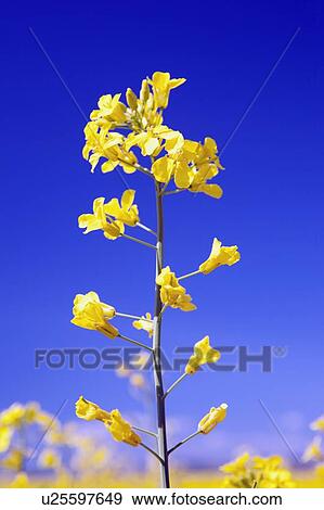 Canola plant View Large Photo Image Stock Photo - Canola plant. Fotosearch