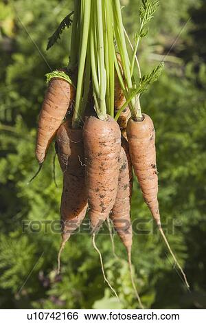 Stock Photograph - carrots from the garden. Fotosearch