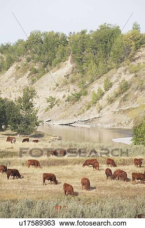 Stock Image - cattle grazing in a river valley, southern alberta, canada. Fotosearch