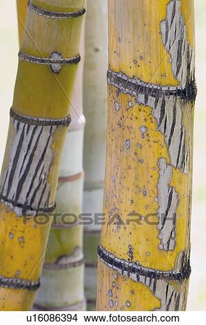 Picture - Close-up detail of bamboo stalks, Kauai, Hawaii, USA. Fotosearch