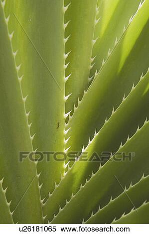 Close-up detail of spiked palm, Kauai, Hawaii, USA View Large Photo Image Stock Photography - Close-up detail of spiked palm, Kauai, Hawaii, USA. Fotosearch