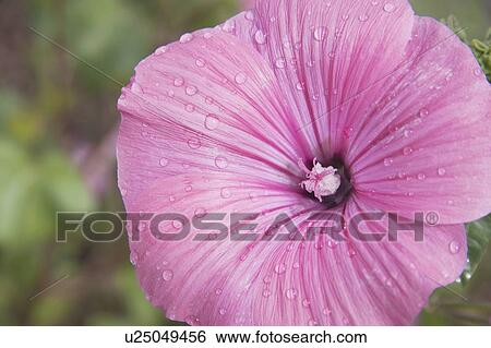 Stock Photograph - Close-up of dew-covered pink morning glory, Calgary, Alberta, Canada. Fotosearch