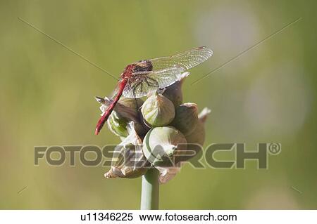 Stock Photography - Close-up of dragonfly, Calgary, Alberta, Canada. Fotosearch