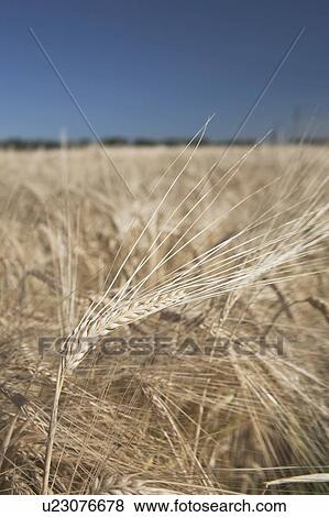 Close up of rip barley View Large Photo Image Stock Photo - Close up of rip barley. Fotosearch