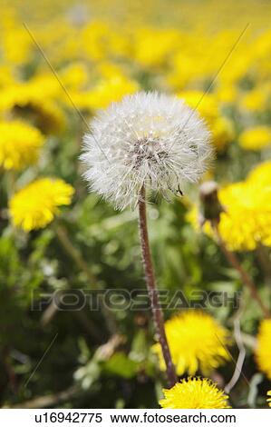 Close-up of seeding dandelion, Alberta, Canada View Large Photo Image Stock Photography - Close-up of seeding dandelion, Alberta, Canada. Fotosearch