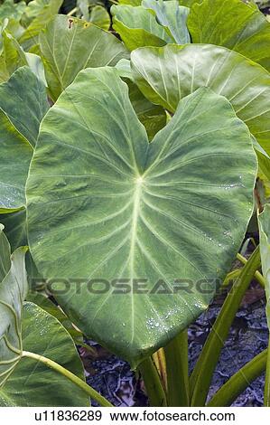 Stock Photo - Close-up of taro leaves, Maui, Hawaii, USA. Fotosearch