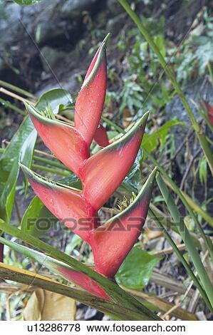 Stock Photo - Close-up of tropical flower, Maui, Hawaii, USA. Fotosearch