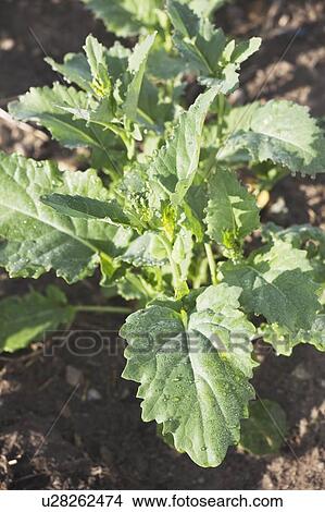 Close-up of young canola plant, Alberta, Canada View Large Photo Image Picture - Close-up of young canola plant, Alberta, Canada. Fotosearch