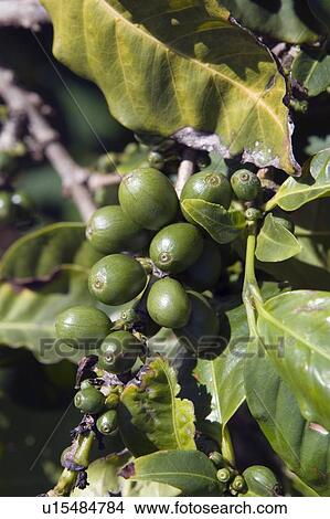 Picture - coffee plant (coffea), kauai, hawaii, usa. Fotosearch