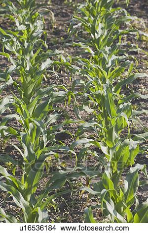 corn (zea mays), southern alberta, canada View Large Photo Image Picture - corn (zea mays), southern alberta, canada. Fotosearch