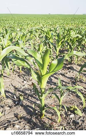 Picture - corn (zea mays), southern alberta, canada. Fotosearch