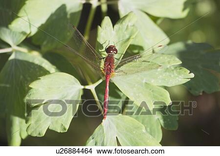Dragonfly perched on leaf, Calgary, Alberta, Canada View Large Photo Image Picture - Dragonfly perched on leaf, Calgary, Alberta, Canada. Fotosearch