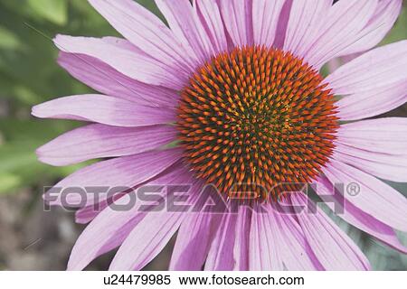 Echinacea flower (Echinacea pallida) View Large Photo Image Stock Photography - Echinacea flower (Echinacea pallida). Fotosearch