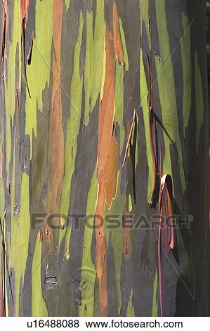 eucalyptus tree trunk View Large Photo Image Stock Photo - eucalyptus tree trunk. Fotosearch