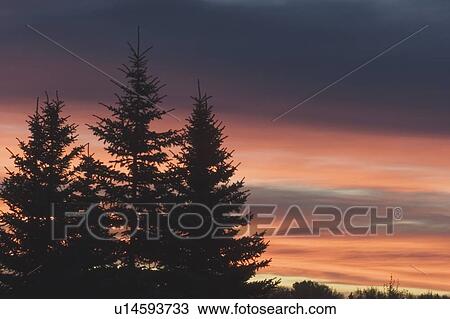 Stock Image - evergreen trees at sunrise, calgary, alberta, canada. Fotosearch
