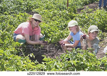 Family picking strawberries View Large Photo Image Stock Photo - Family picking strawberries. Fotosearch