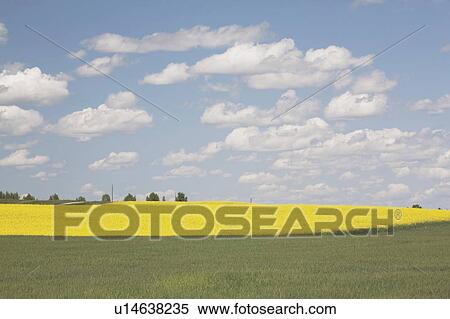 flowering canola and green wheat field, west of high river, alberta, canada View Large Photo Image Stock Photography - flowering canola and green wheat field, west of high river, alberta, canada. Fotosearch