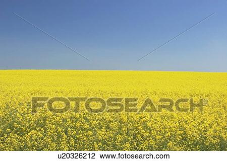 Stock Image - flowering canola, central alberta, canada. Fotosearch