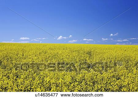 Stock Photo - flowering canola, central alberta, canada. Fotosearch