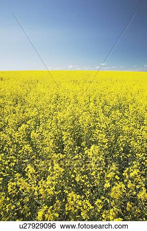 flowering canola, central alberta, canada View Large Photo Image Stock Photograph - flowering canola, central alberta, canada. Fotosearch