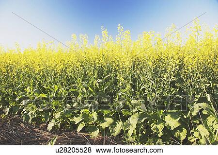 flowering canola plants, west of high river, alberta, canada View Large Photo Image Stock Photo - flowering canola plants, west of high river, alberta, canada. Fotosearch