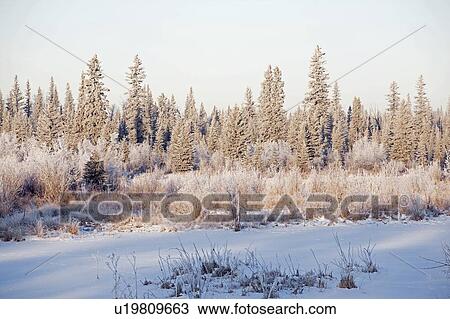 Frost on trees, Elbow River, Alberta, Canada View Large Photo Image Stock Image - Frost on trees, Elbow River, Alberta, Canada. Fotosearch