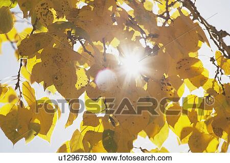 Golden autumn leaves on tree, Calgary, Alberta, Canada View Large Photo Image Stock Image - Golden autumn leaves on tree, Calgary, Alberta, Canada. Fotosearch