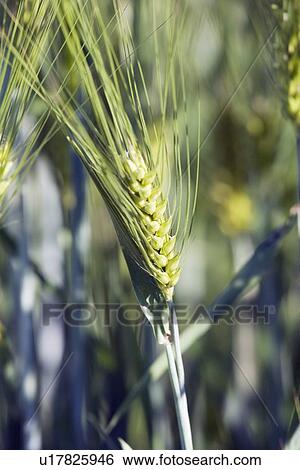 Stock Photograph - green barley head, central alberta, canada. Fotosearch