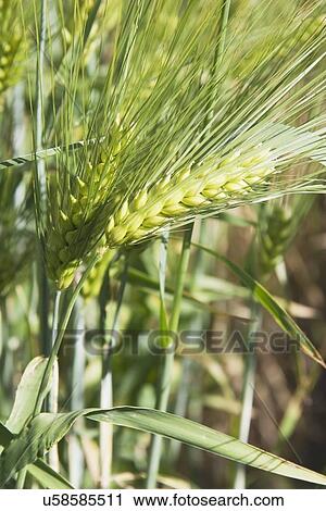 Stock Image - Green barley head. Fotosearch