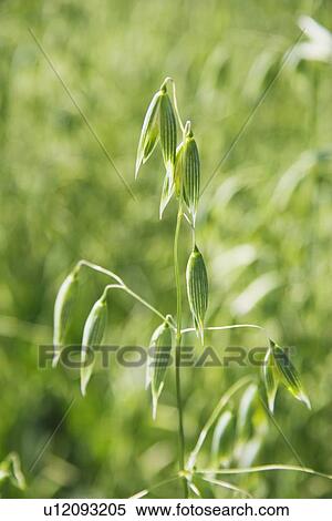 Stock Photography - green oat plant, central alberta, canada. Fotosearch