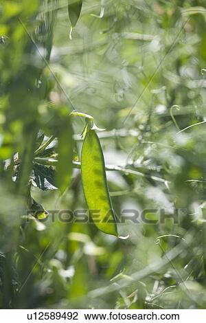 green pea pod View Large Photo Image Stock Image - green pea pod. Fotosearch